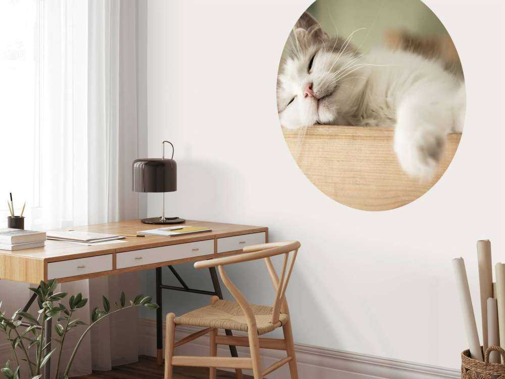 Close-up van een slapende kat