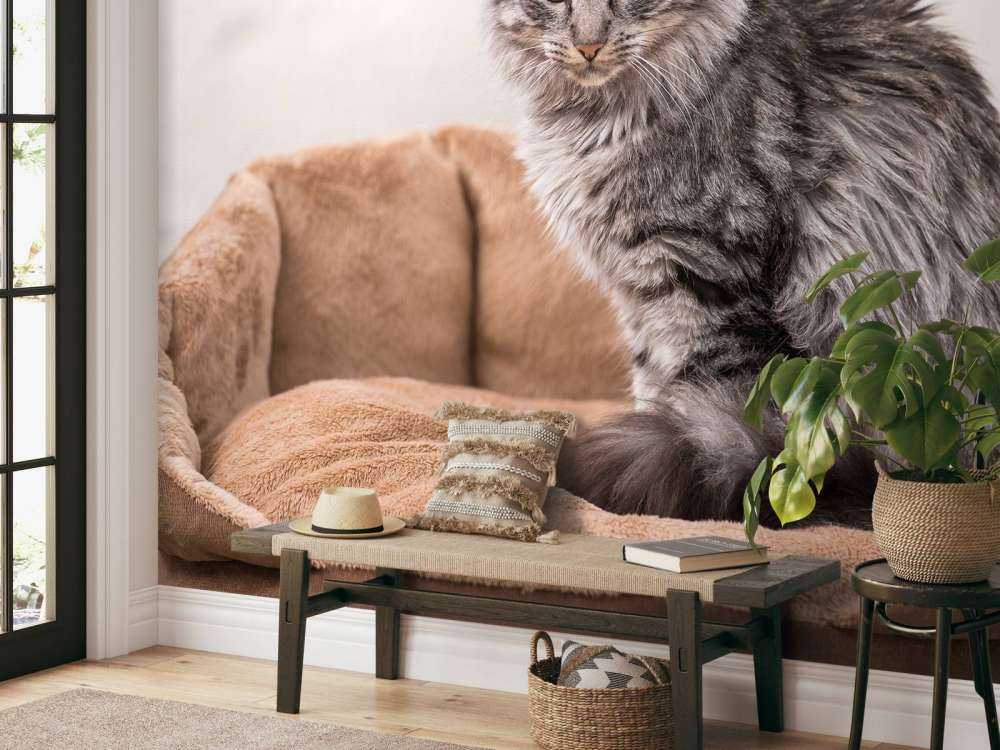 Grijze kat zit in een mand