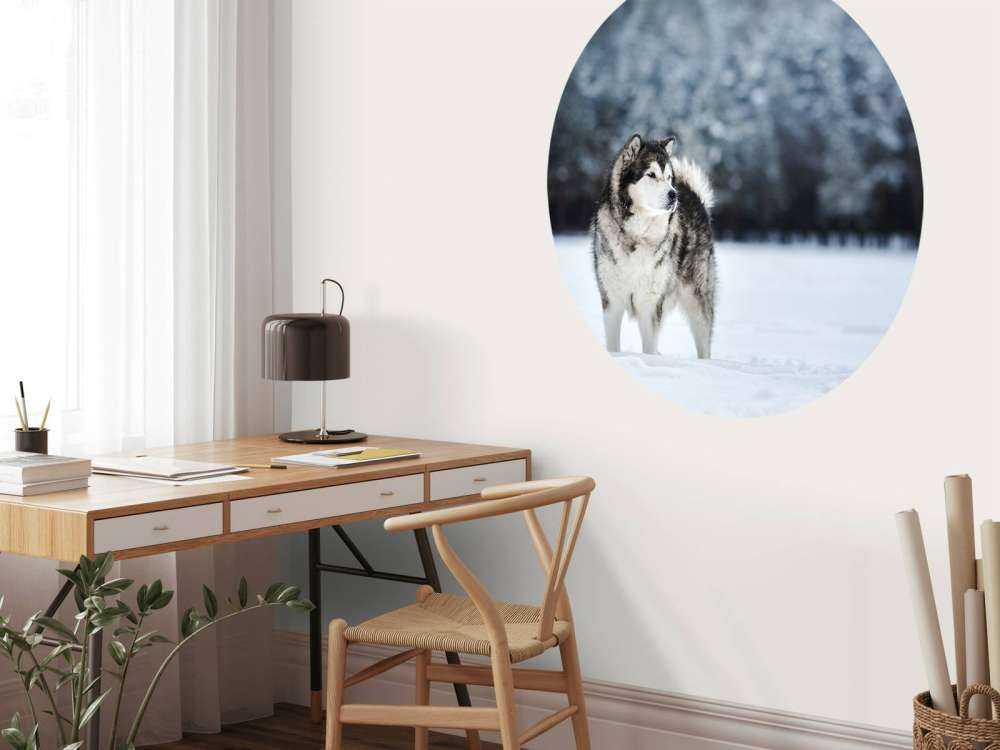 Alaska-malamute in de sneeuw