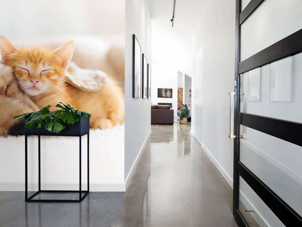 Hond en kat slapen knuffelend