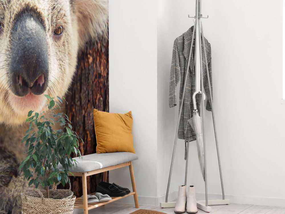 Schattige koala