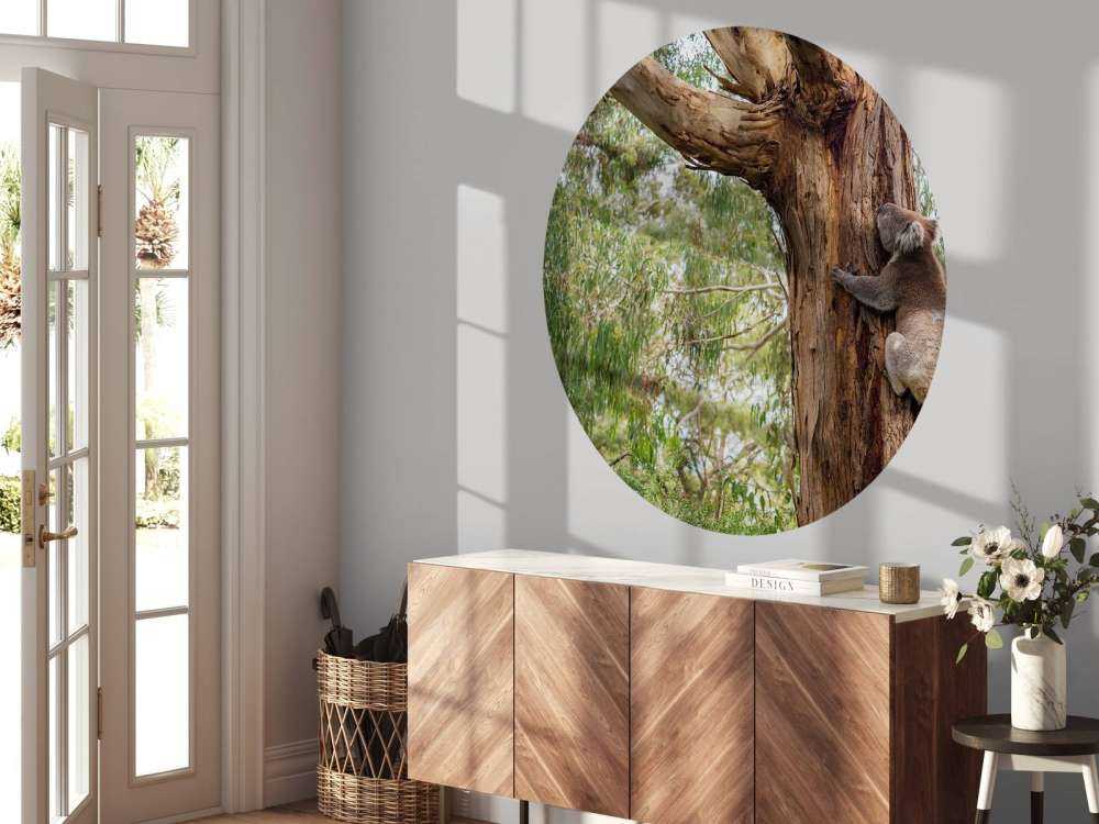 Koala klimt in een boom