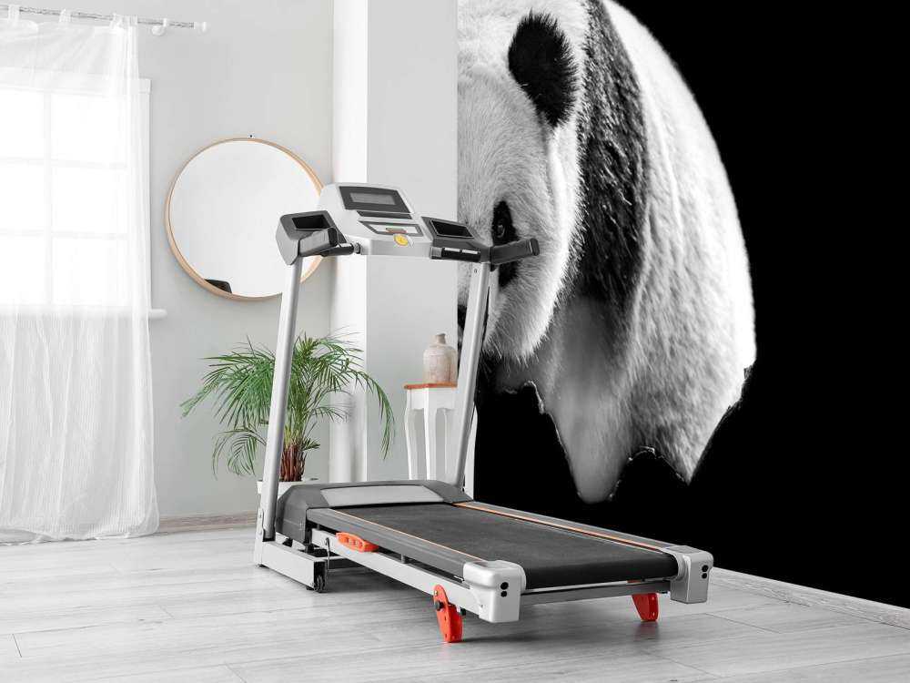 Panda's met een zwarte achtergrond