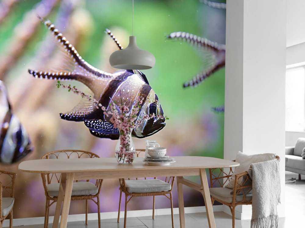 Banggai kardinaalvissen