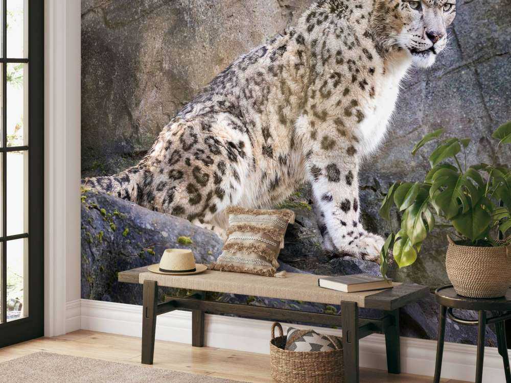 Volwassen sneeuwluipaard op een rots