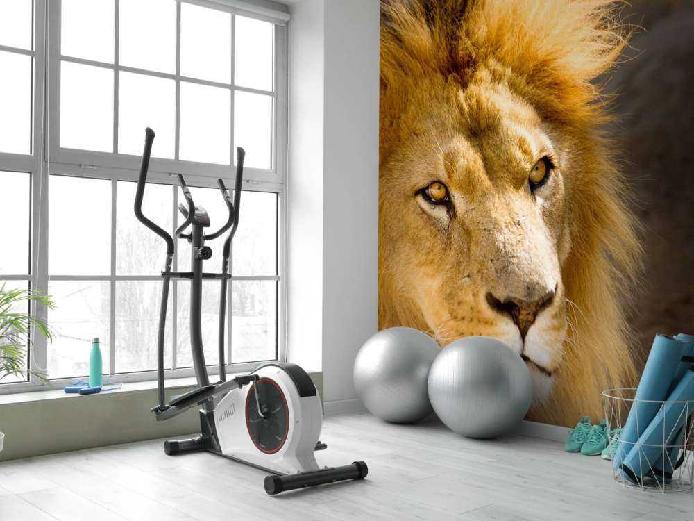 Starende Leeuw Close-Up