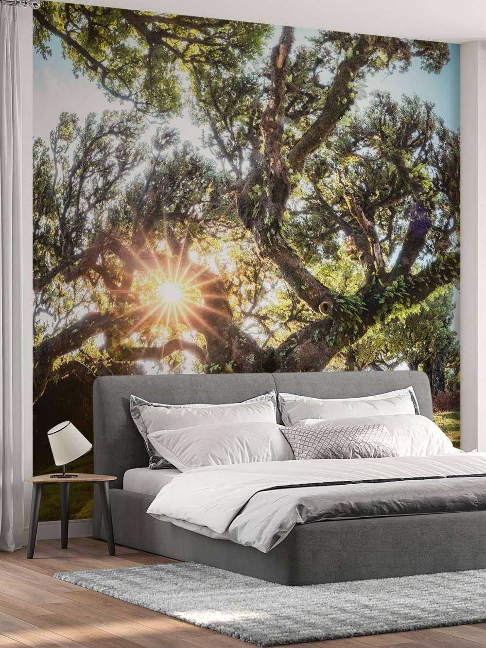 Zonlicht door oeroude boomkronen