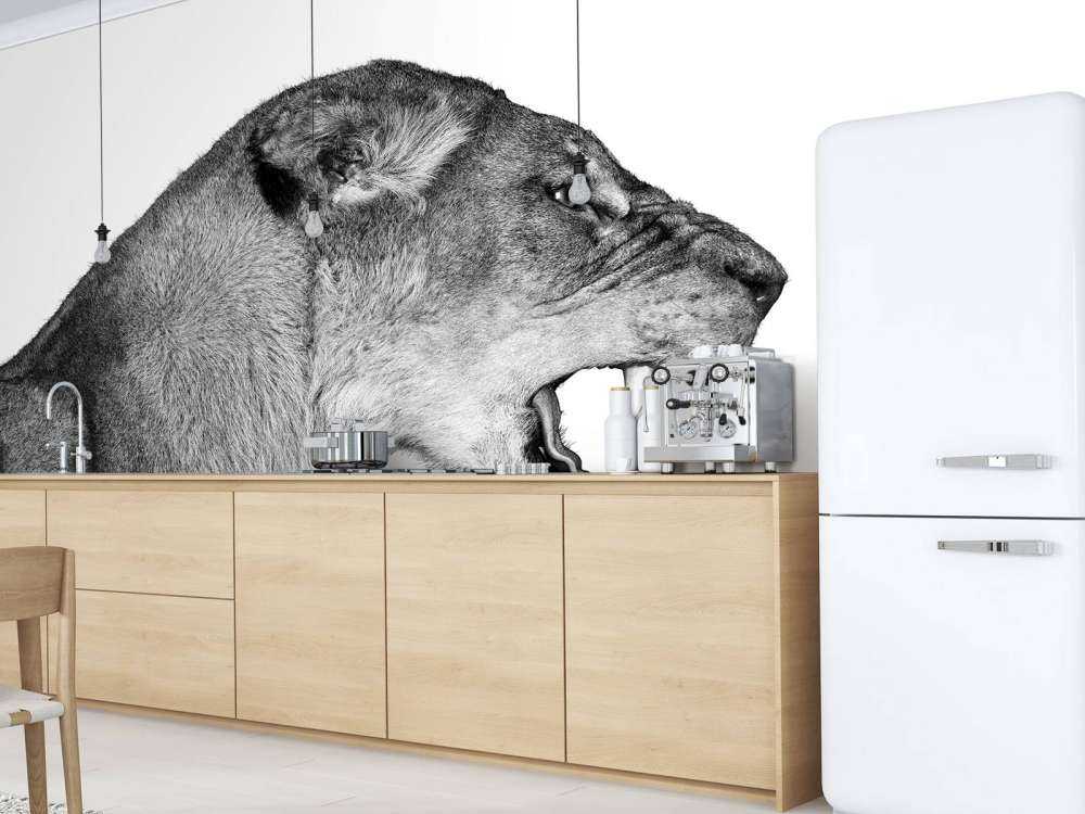 Lioness side view white