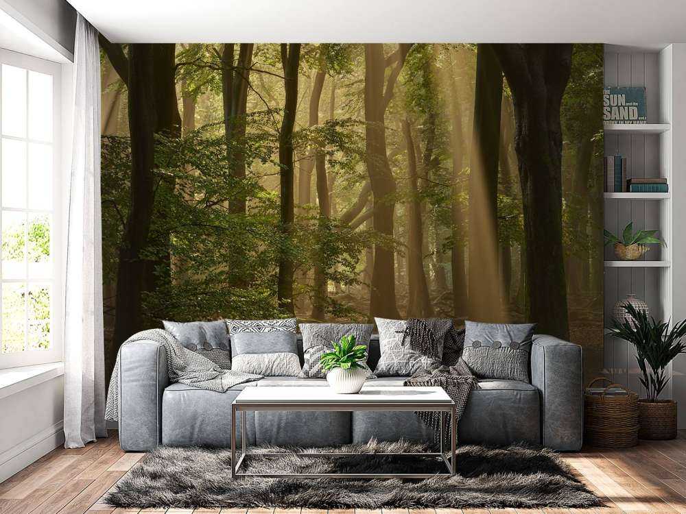 Oud bos met zonneharpen