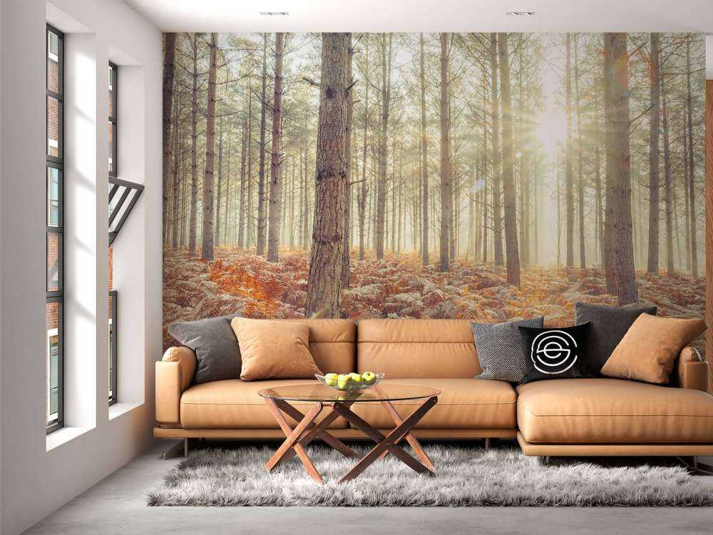 Zonnestralen door de koude bomen