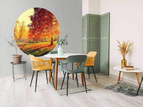 Herfst bomen in zonlicht