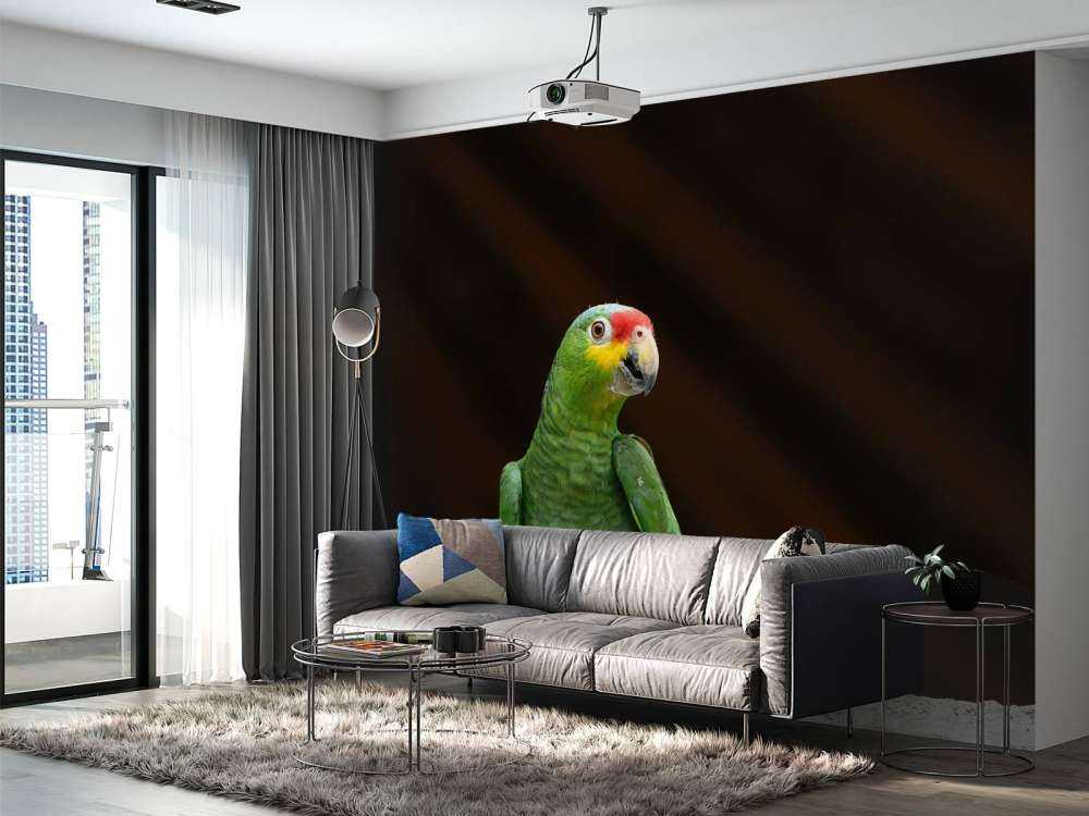 Nieuwsgierige papegaai