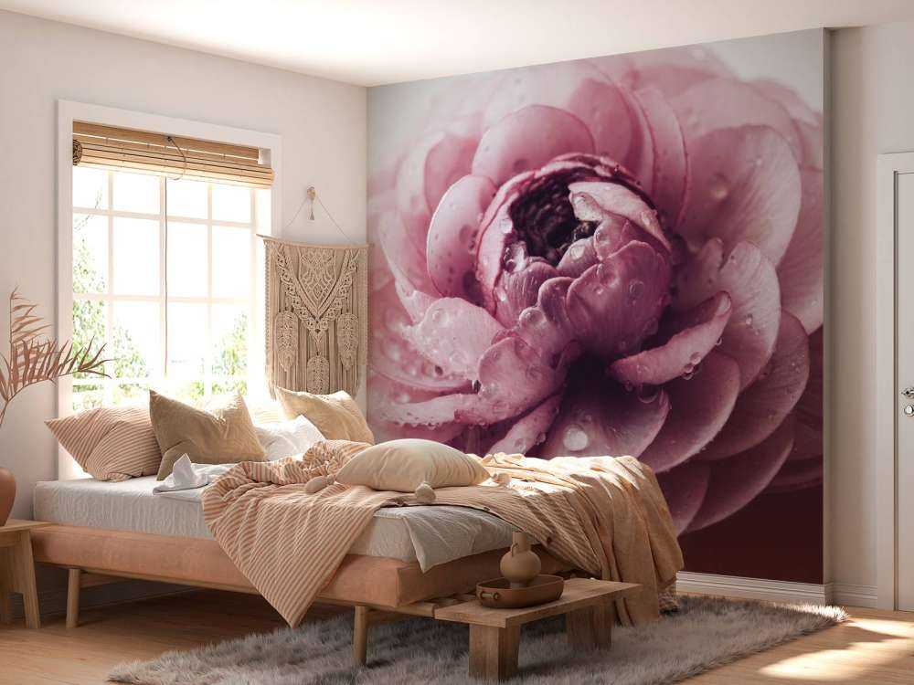 Roze boterbloem close-up