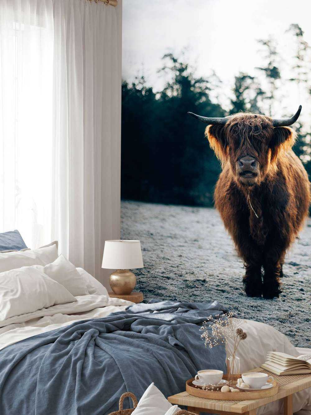 Schotse hooglander in de ochtendzon