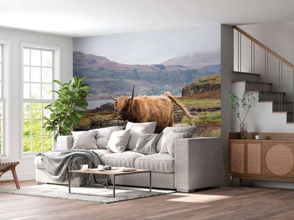 Schotse Hooglander op Mull