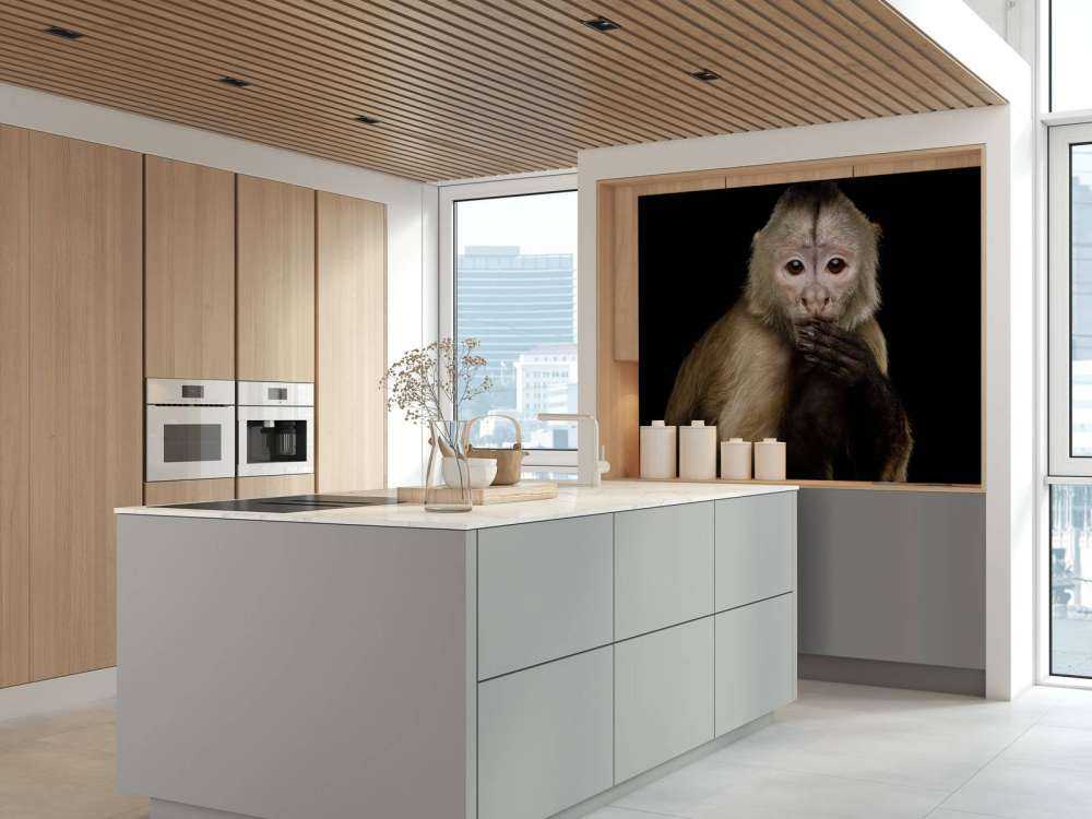 Kapucijnaap met een zwarte achtergrond