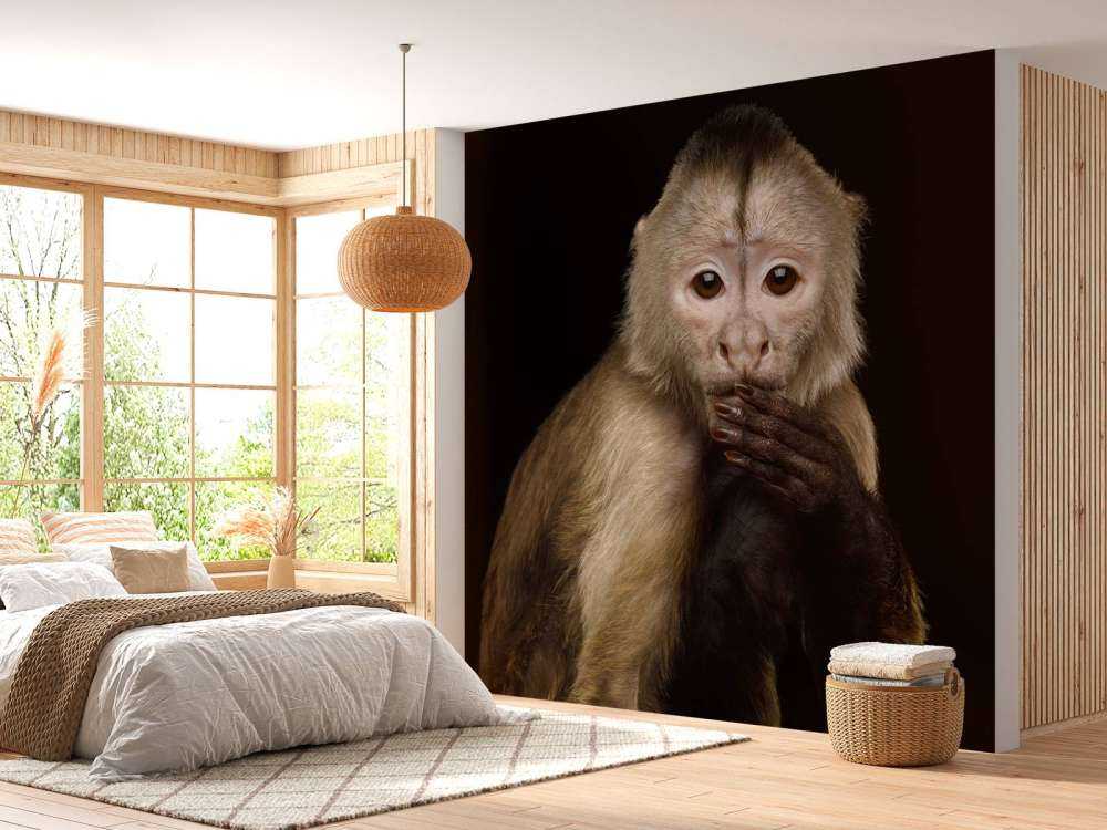 Kapucijnaap met een zwarte achtergrond