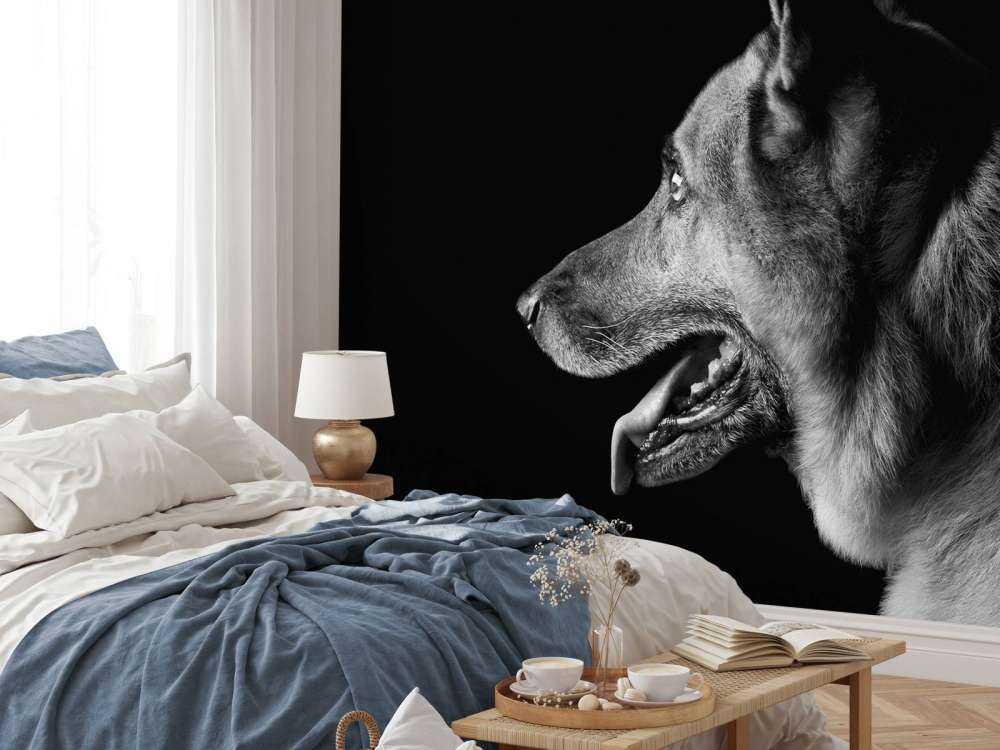 Duitse herdershond met een zwarte achtergrond