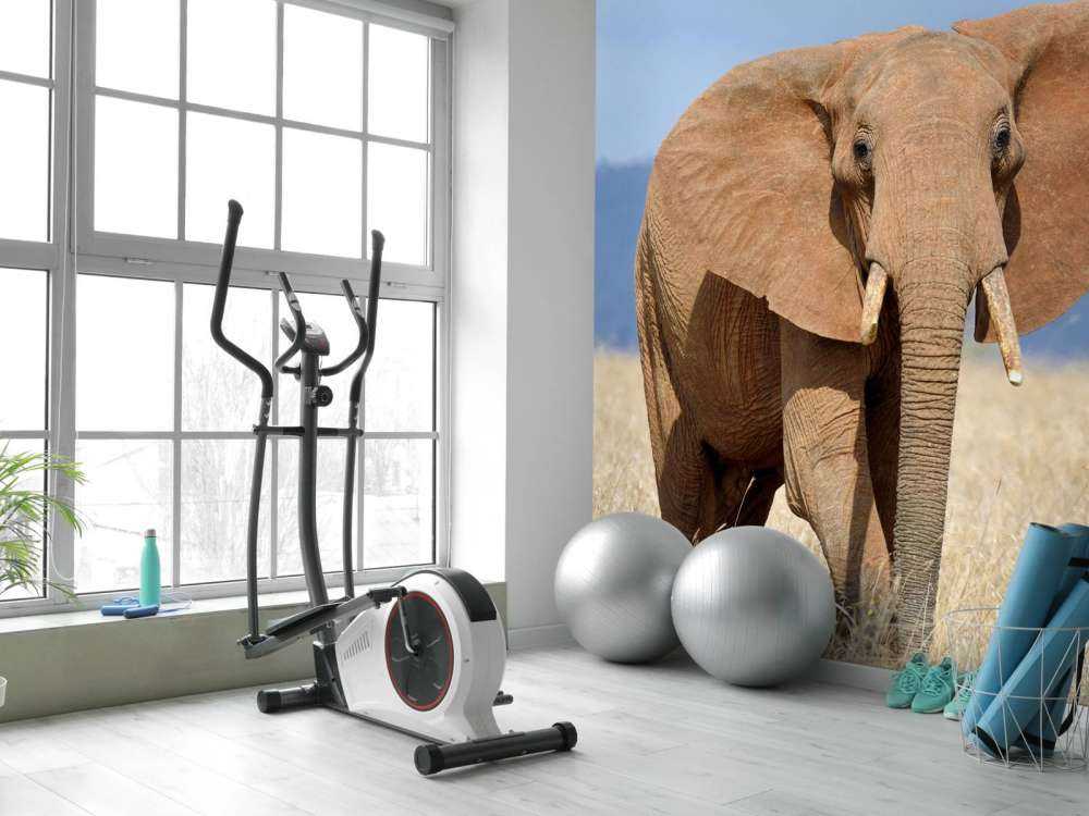 Grote olifant in hoog gras