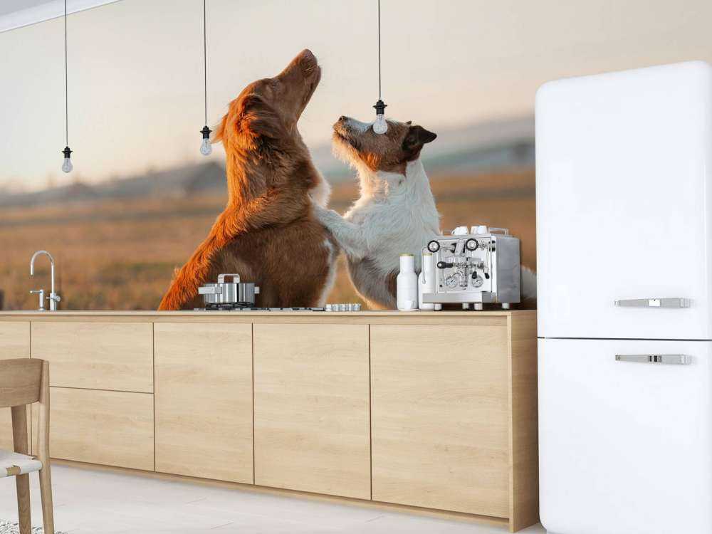 Omhoog kijkende honden