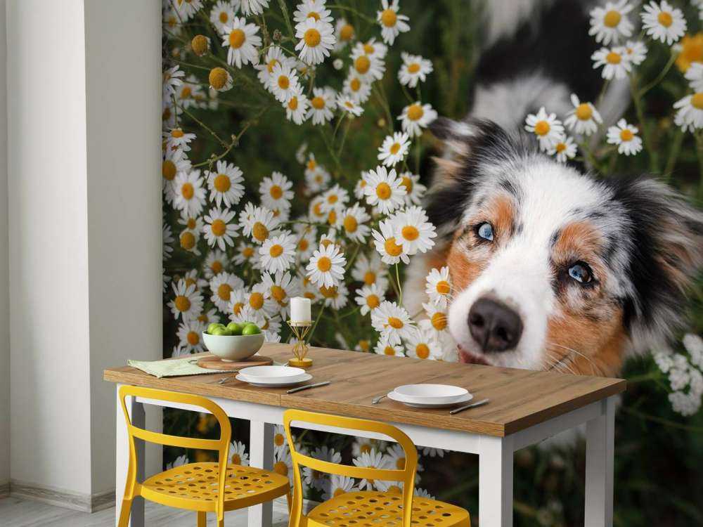 Australische herder tussen de bloemen