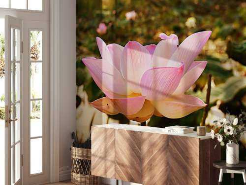 Roze lotusbloem