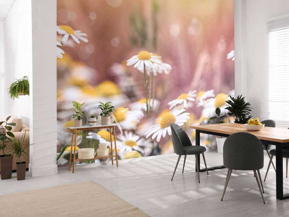 Veld vol Madeliefjes