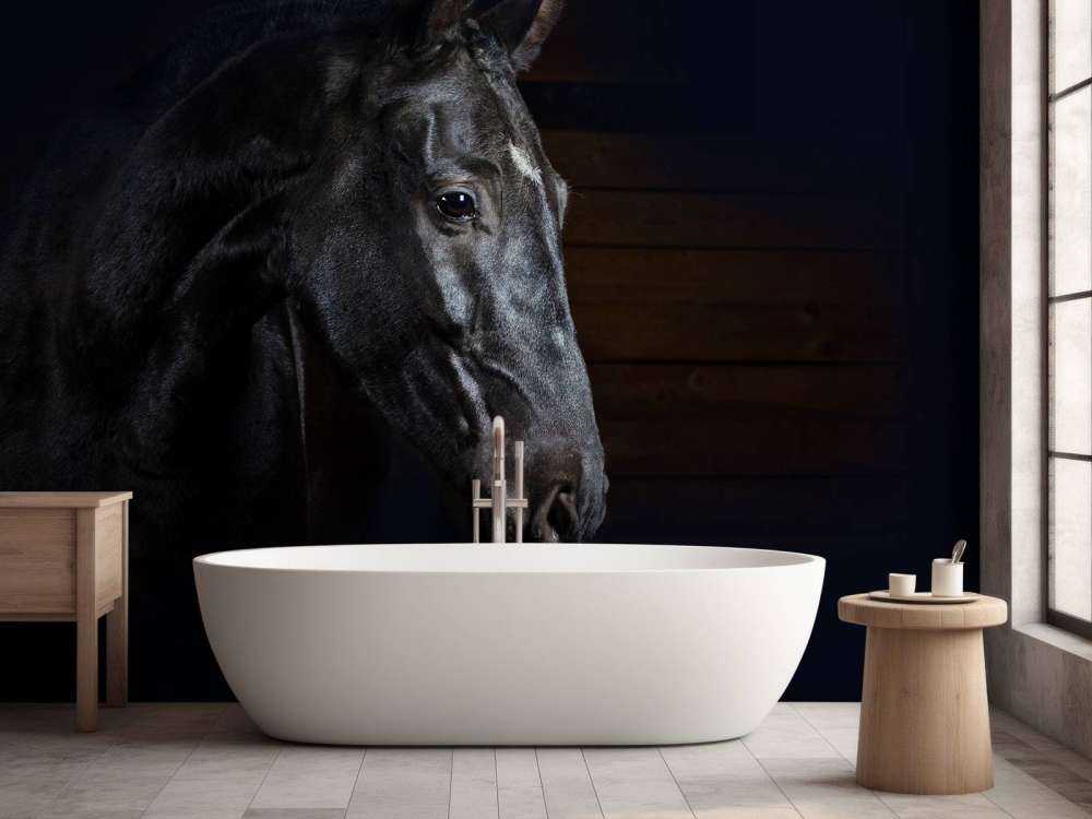 Paard met een donkere achtergrond