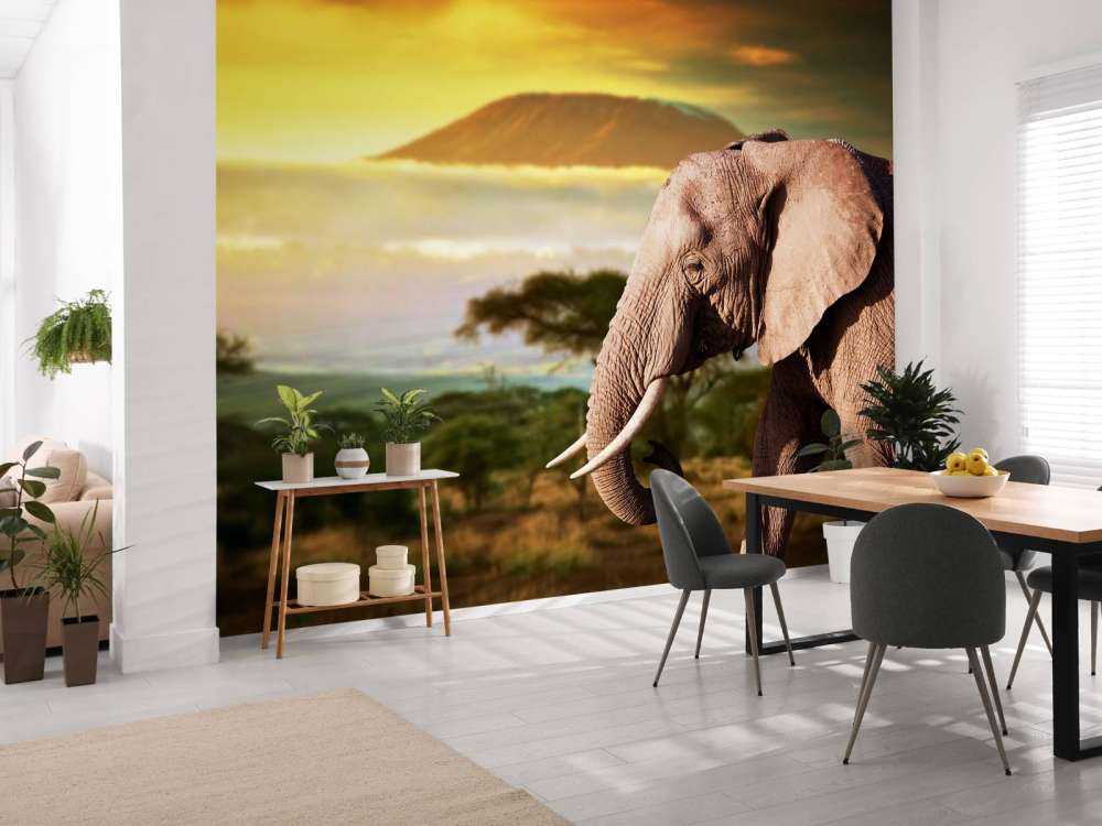 Olifant in een savanne landschap bij zonsondergang