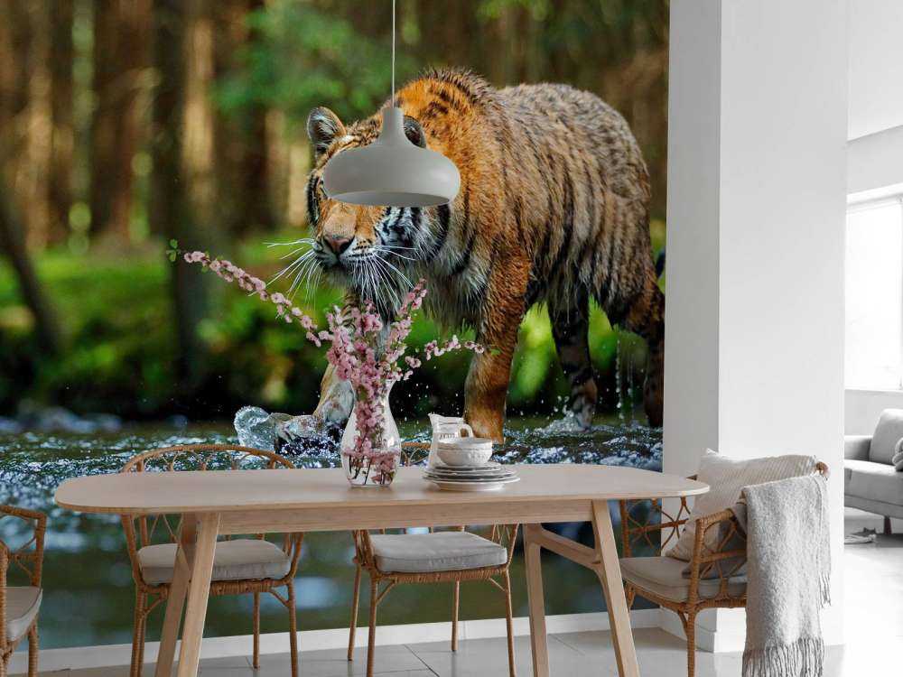 Tijger op een rivier