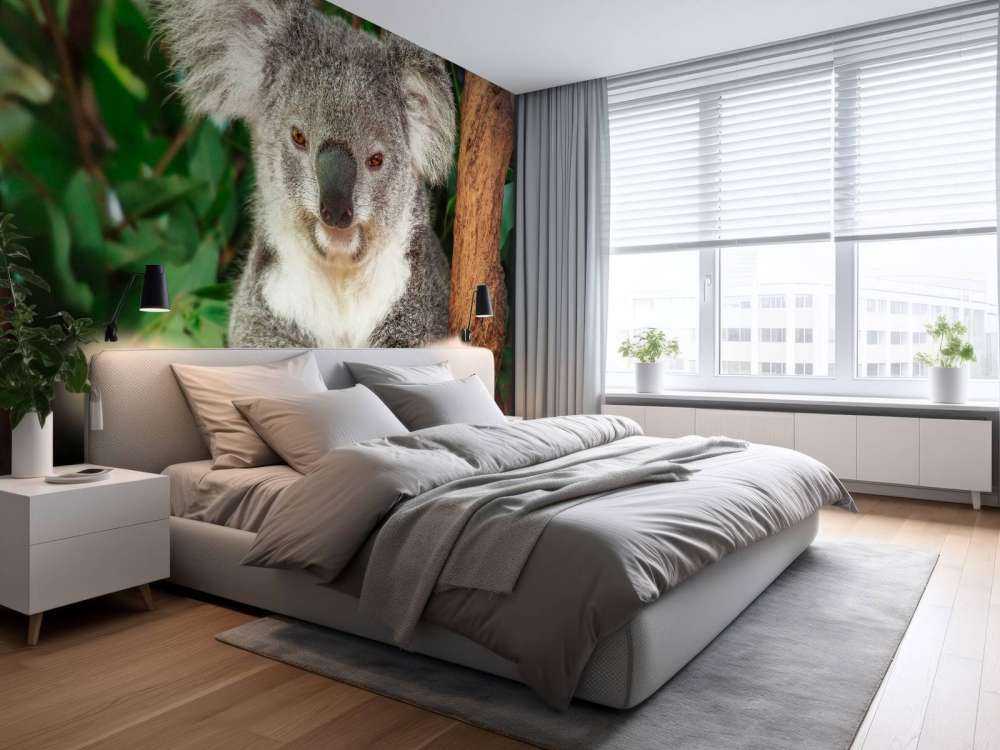 Australische koala in een boom