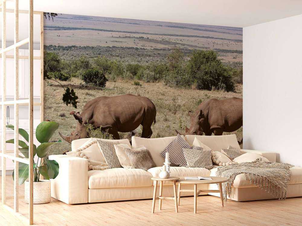 Grazende witte neushoorns