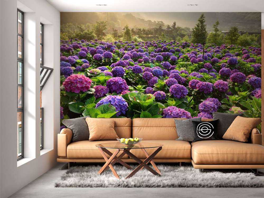 Hortensia's in een veld