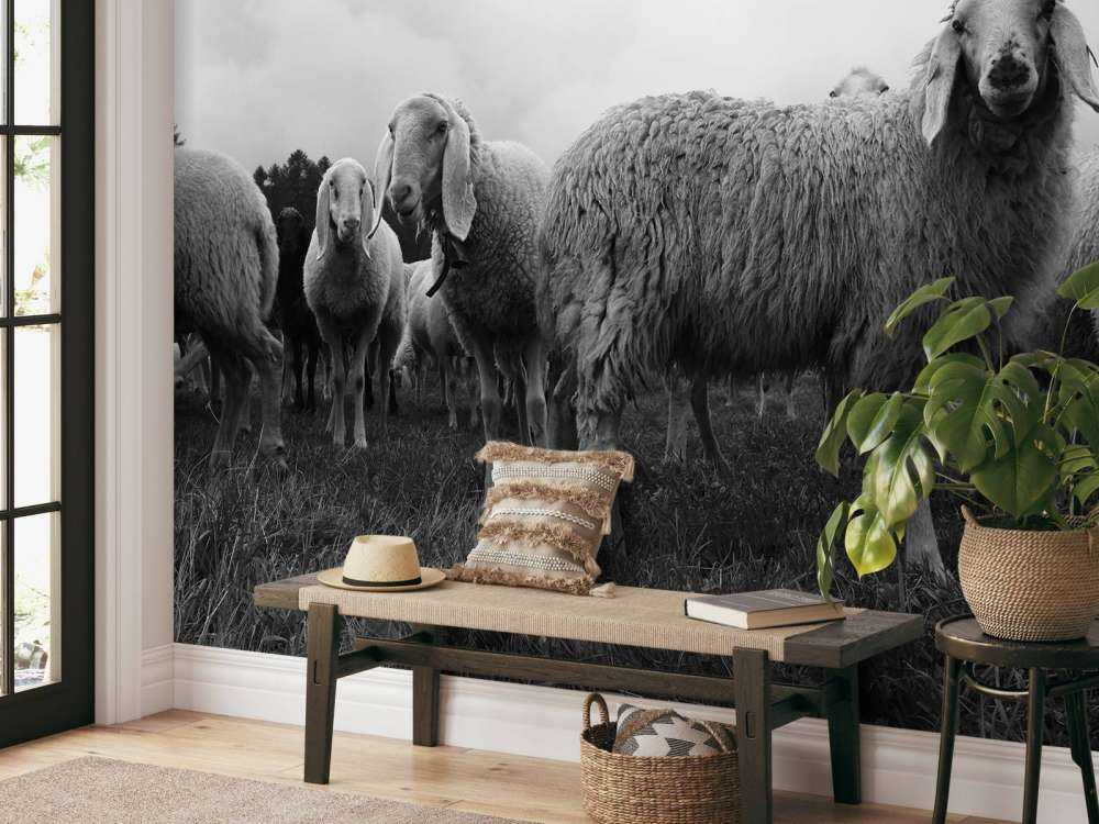 Kudde schapen in zwart-wit