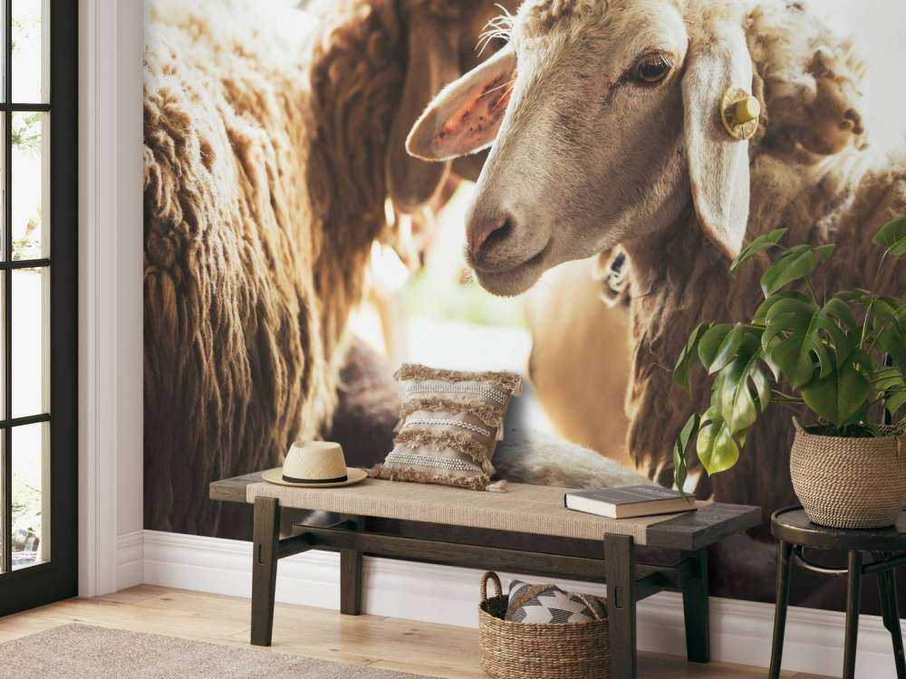 Schapen in de stalling