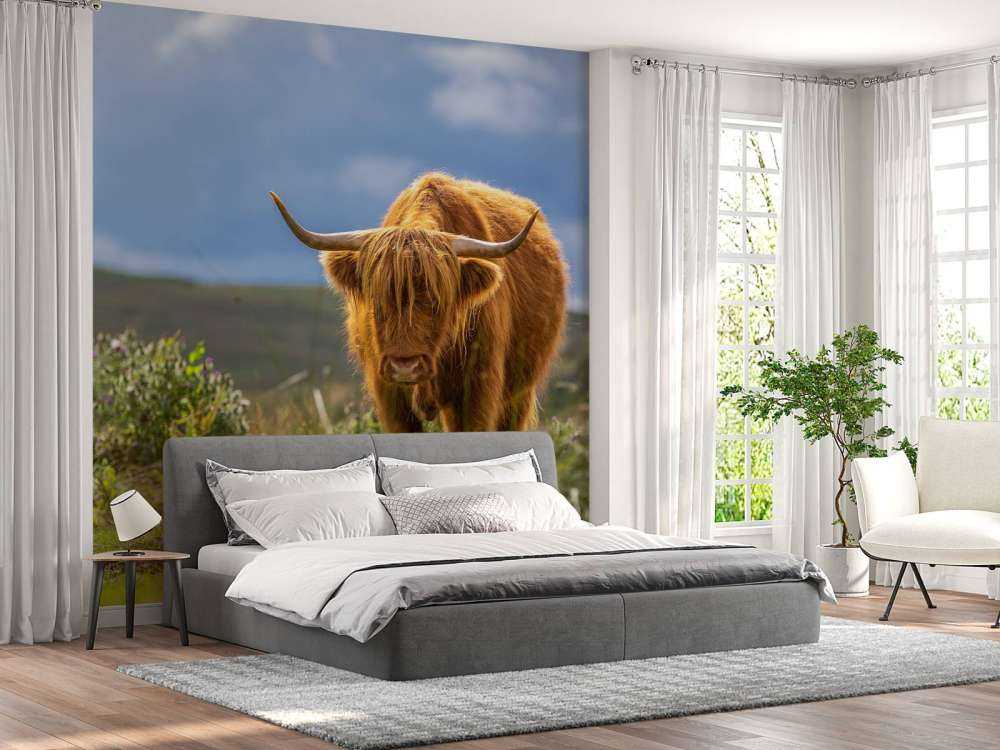 Hooglander in de weide