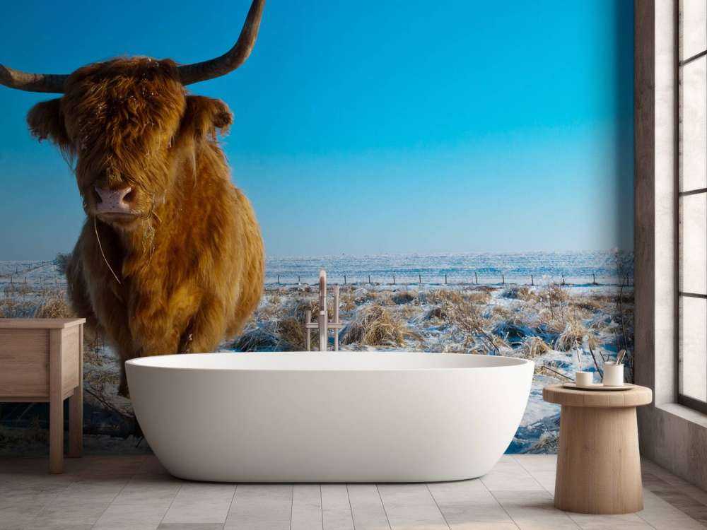 Schotse Hooglander met een blauwe lucht