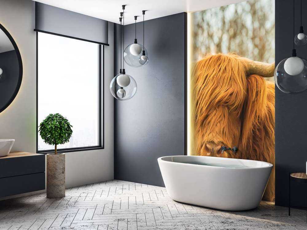 Schotse Hooglander bij zonsopkomst