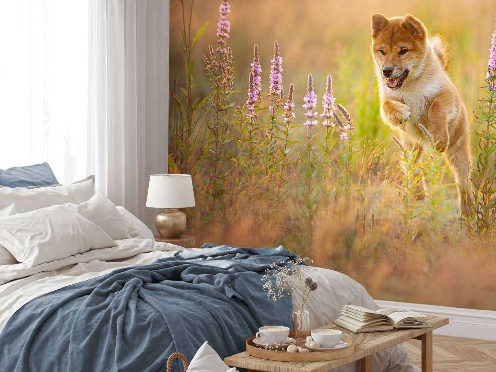 Shiba Inu in het veld