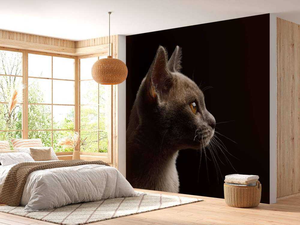 Schattig katje met een zwarte achtergrond