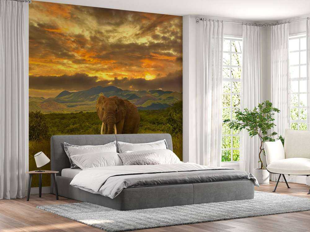 Olifant in Kenia bij zonsondergang