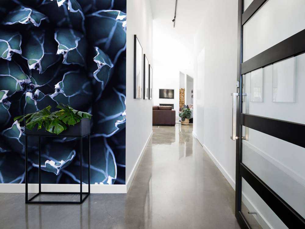 Donkerblauwe vetplant