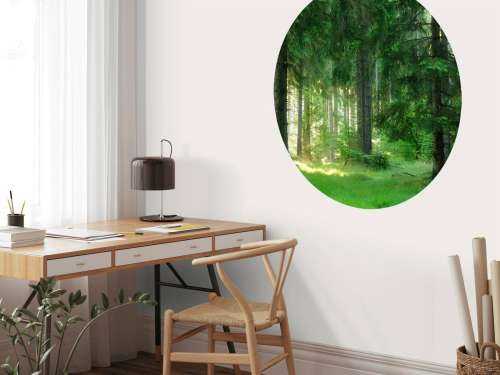 Groen naaldbomen bos
