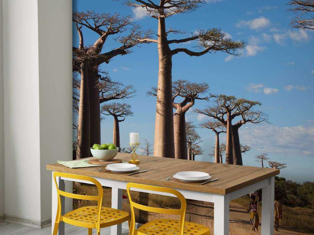 Baobab bomen