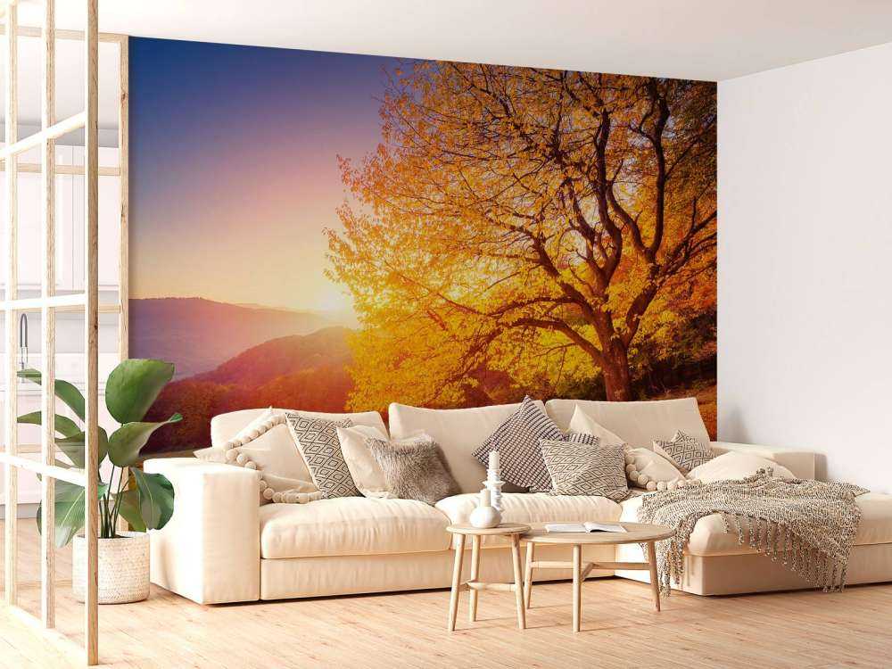 Prachtige beukenboom in de herfst