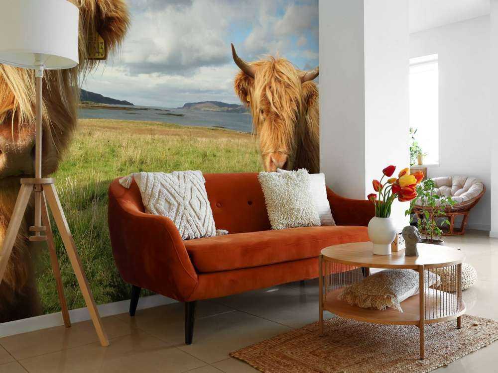 2 Schotse Hooglanders