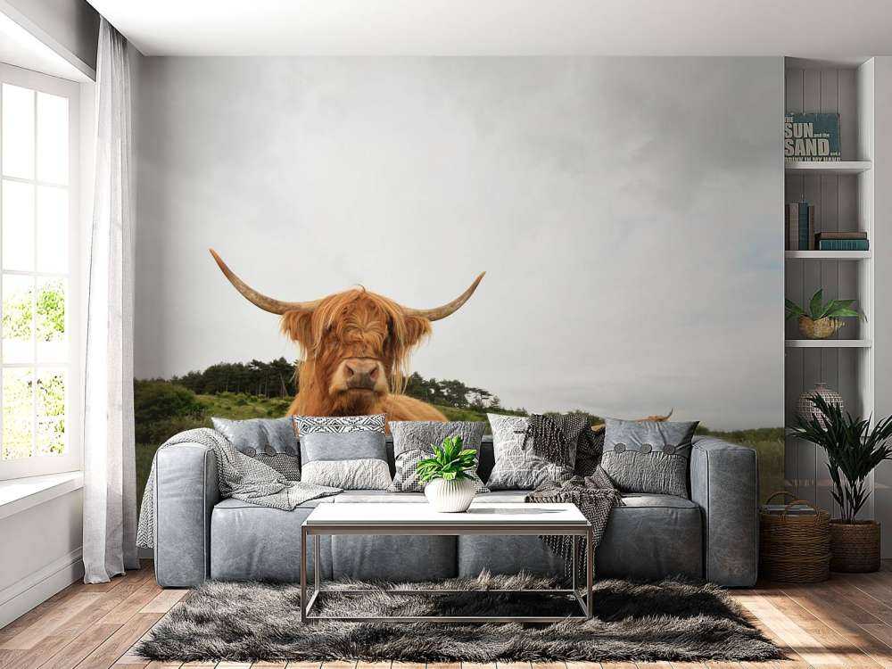 Schotse Hooglanders op het gras