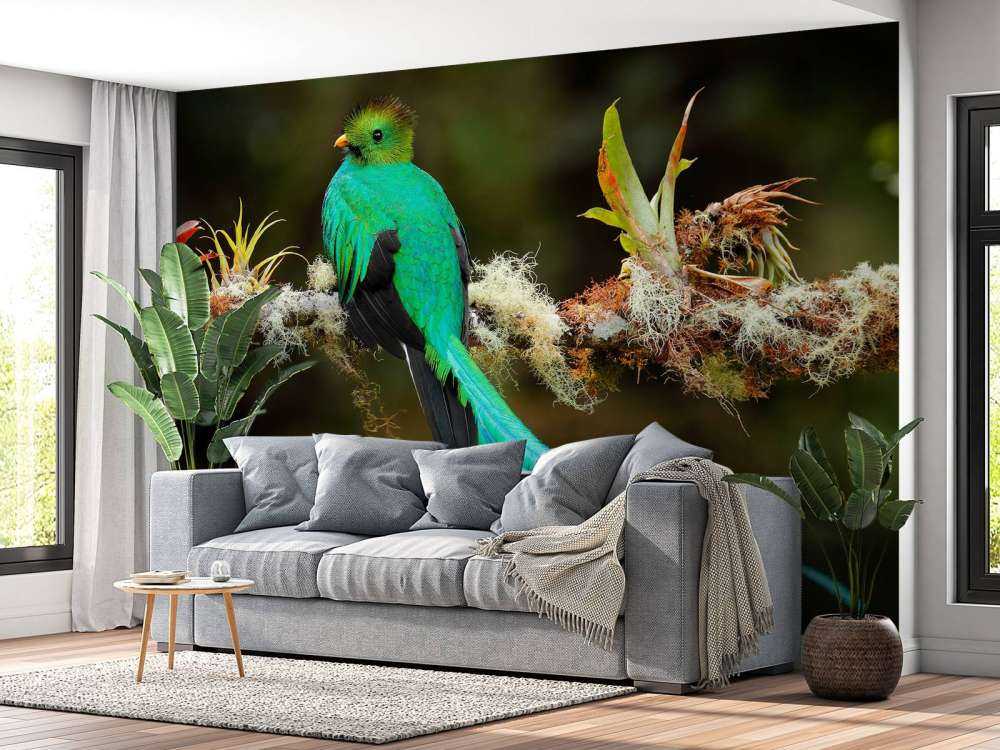 Blauwe Quetzal in Sri Lanka