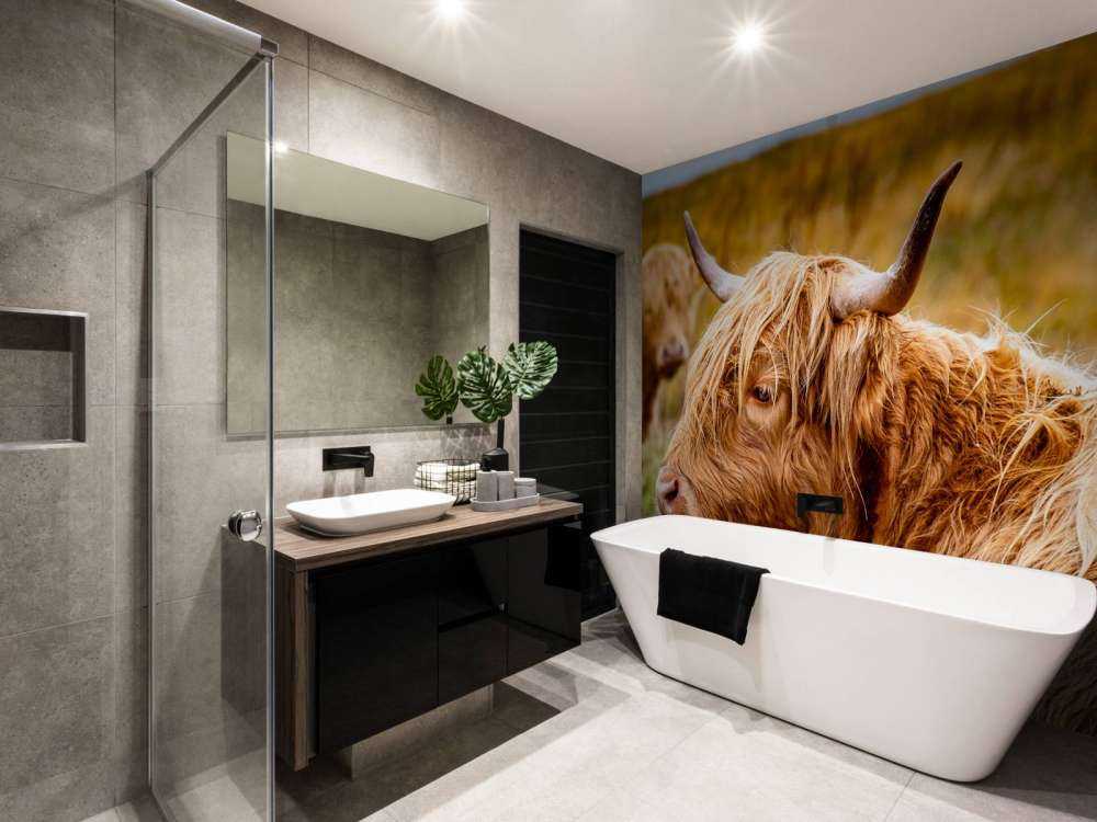 Hooglanders in de Weide