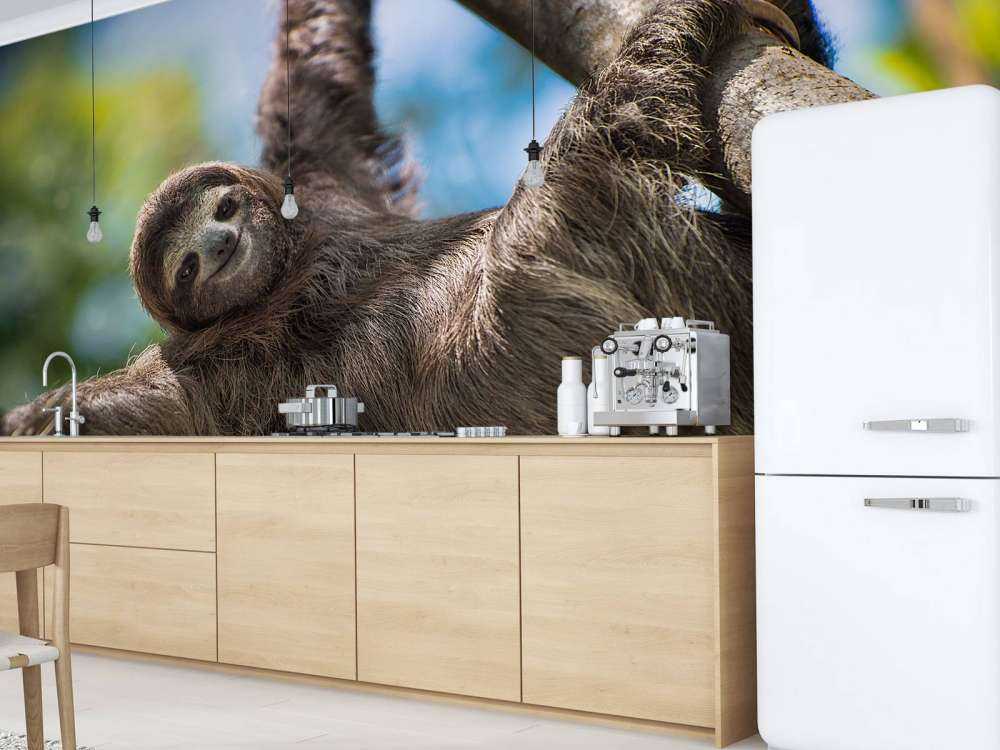 Gelukkige luiaard in het oerwoud